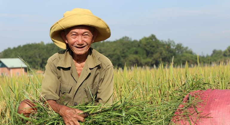 Water-saving rice helps farmers